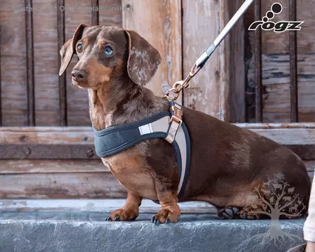 Rogz Valjas Urban Fast Fit Gold Rush - Koiran Y-/ H valjaat - 617.6000 - 2