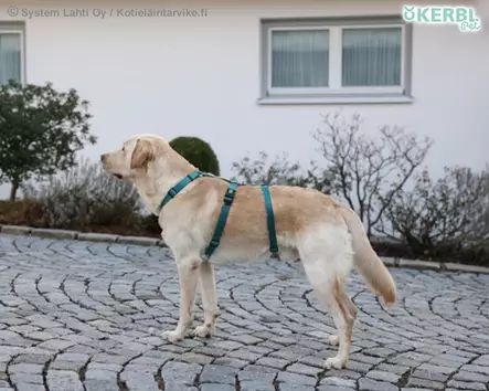 Kerbl Pet Paniikkivaljas Miami Petrol - Koiran Y-/ H valjaat - 80041 - 2