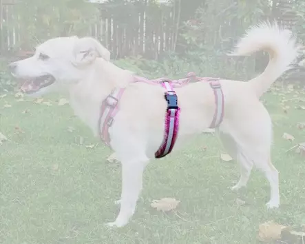 Kana Collection Pinsu Y-valjas Rintaremmi, pinkki - KANA Collection Valjaat - 16810137M - 1