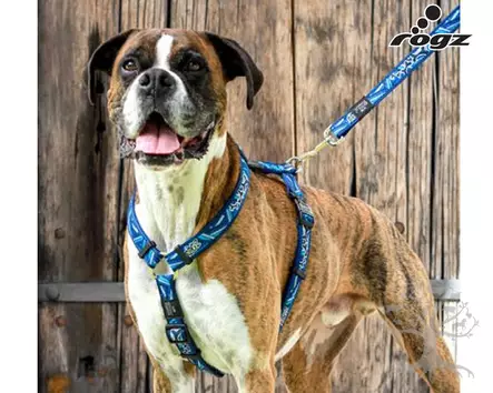 Rogz Valjas Fancydress Blue - Koiran Y-/ H valjaat - 617.5850M - 5