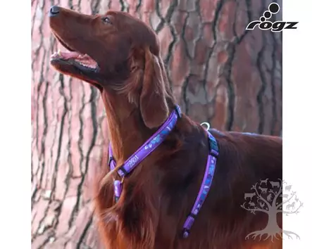 Rogz Valjas Fancydress Lila - Koiran Y-/ H valjaat - 617.5800M - 2