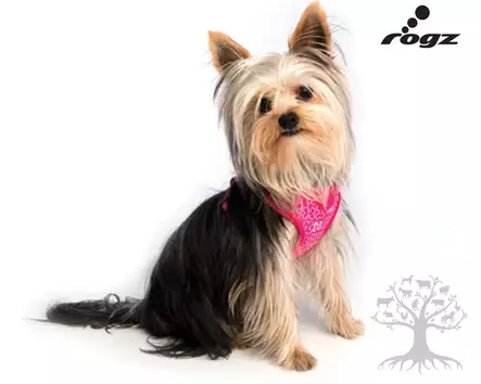 Rogz Valjas Trendy Wrapz Softshell Black - Koiran Y-/ H valjaat - 617.8810M - 4